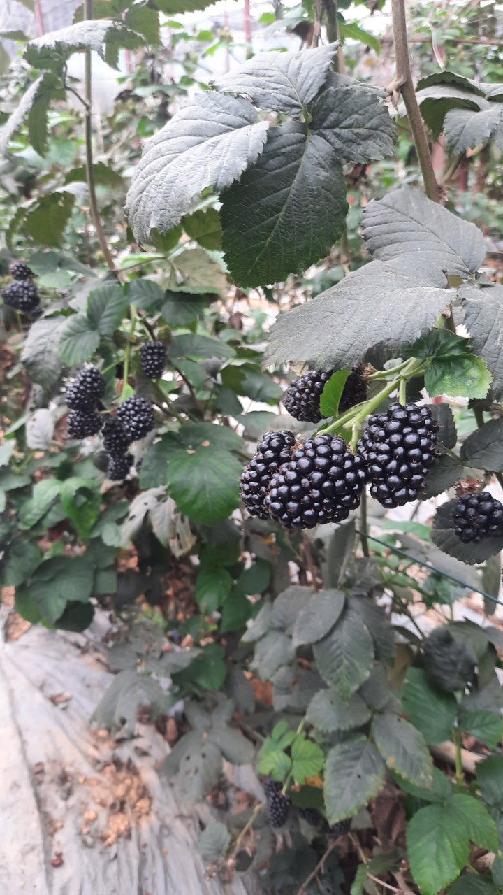 Product Info Image 9